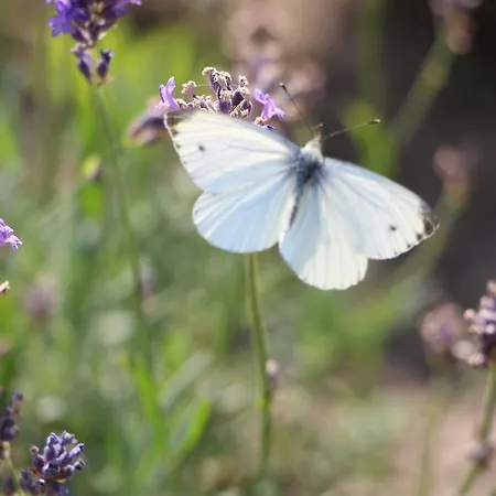 Bed and breakfast D'hotes Citabel'air